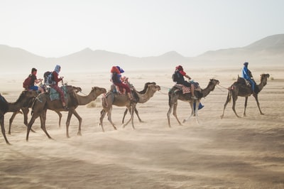一群人在沙丘上骑骆驼